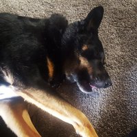 SchisterNick (@schisternick) 's Twitter Profile