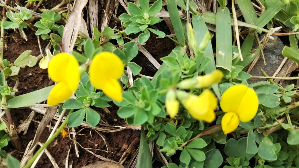 花の名前を知りたいので、分かる方はよろしくお願いします🌸