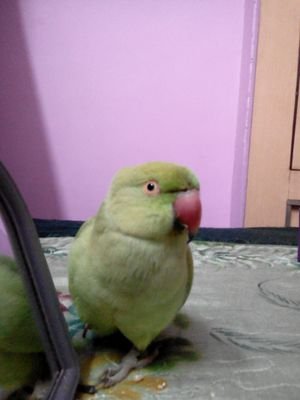 Indian ringneck parrot 🐥💚
love my human👩
angry bird😠
unpredictable 😈
attention seeker🐤
crazy birb 🐣