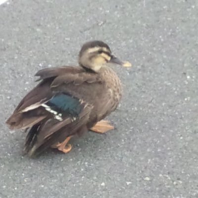 mokuhazushi_akt's profile picture. 