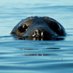 Marine Protected Areas UK (@mpas_uk) Twitter profile photo Marine Protected Areas UK (@mpas_uk) Twitter profile photo