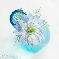 ~ ♡✿ Love in a Mist ✿♡ ~(@ploy082541) 's Twitter Profile Photo