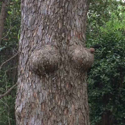 IfTrees's profile picture. I tend to stay put most of the time, drink my fair share of water, love the sun and occasional soaking rain. I hate all squirrels and most humans.