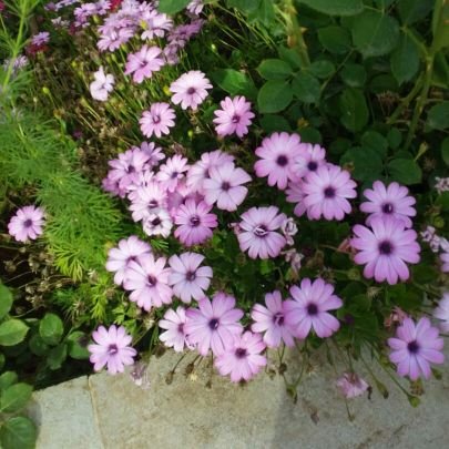 WaelHbeb's profile picture. 