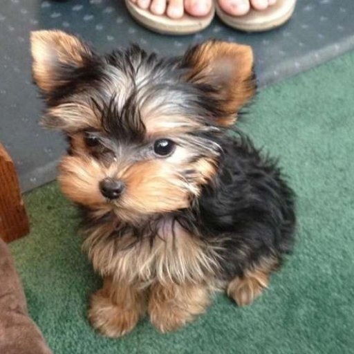 yorkie puppies price