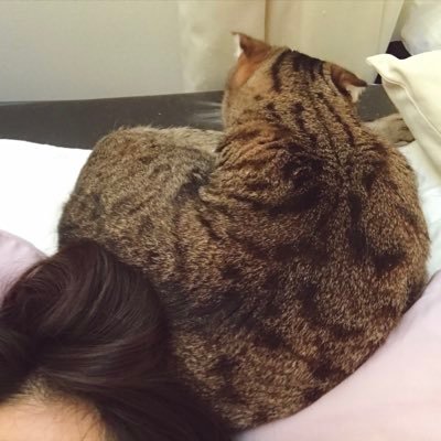 Love Cat, Planting, Running, Home. 8 Cats 😺