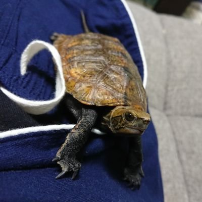 かめた 人にな ついてる亀を飼ってる人に聞きたいんですが そちらの亀って人の体登ってきて最終的に喉に顔を押し付ける行動をとりますか かめただけの行動な のか 他の亀たちも同じなのか知りたいです イシガメ ニホンイシガメ 亀