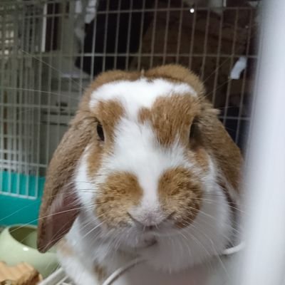 寝不足オイモさんのプロフィール画像