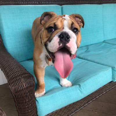 Just an English Bulldog discovering the world 🐶 Look PAWSOME while saving our Furiends!