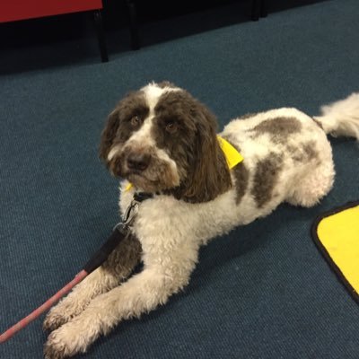 9 year old Cockerpoo Pets as Therapy dog who visits several schools to hear children read or just for visits. Loves catching balls and running on the beach.