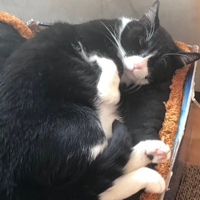 ThePotatoFam1's profile picture. Aphmau Aphmau