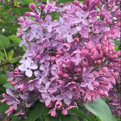 mcschickvt's profile picture. 