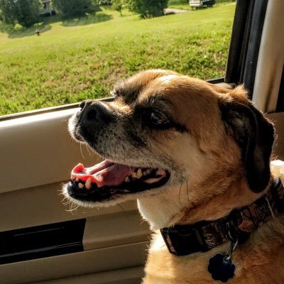 SirPresidentP's profile picture. Snoozin. Eatin. Zoomin.