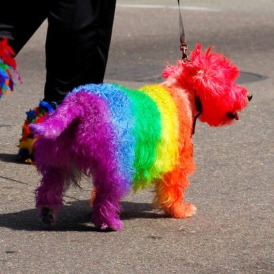 Barking at the homophobes/transphobes/anti-LGBT+ folk