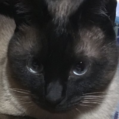maka_himazin's profile picture. ペットボトルロケットで突き指したのは内緒