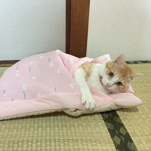 Female cat born May 5, 2017. It is very nice and cute.The name of the cat is miyaa🐱 Please also look at the blog😀