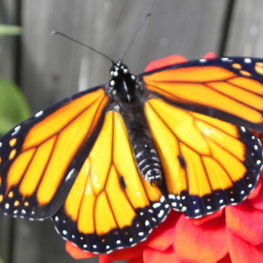 Wildlife Biologist. Monarch Mom. Progressive Liberal. Thankful for #PresidentBiden. #VoteBlue. #ClimateChangeIsReal.