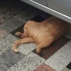 wonderland2dd's profile picture. รักสิ่งมีชีวิตประเภทภูเขาปลาและทะเล มีเฮียโน้ตเป็นที่พึ่งทางใจ.