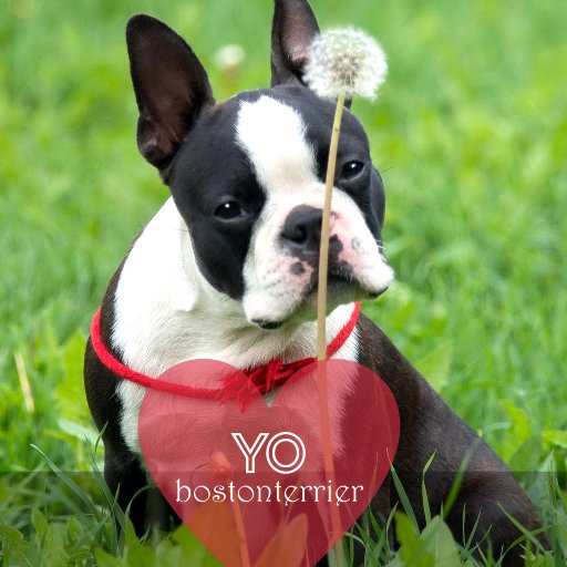 Hi, I'm yobostonterrier
📩 yobostonterrier@yahoo.com
©️ Credit photos by @yoboston
