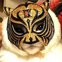 まるで猫さんのプロフィール画像