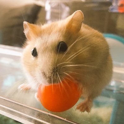 Komugi the djungarian hamster borned March 2018. pls follow & RT❤️ 2018年3月生まれのジャンガリアンハムスター(プディング/♀) 無言フォロー&RT大歓迎😄無断転載禁止。#hamsterlover #291