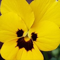 Marisol Vela Amieva (@marisolvelaami) 's Twitter Profile Photo Marisol Vela Amieva (@marisolvelaami) 's Twitter Profile Photo