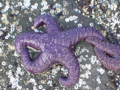 @MarineBiol_FHL