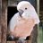 vogeljungle's profile image