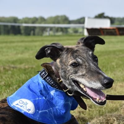 I am a greyhound who likes cuddles with my mummy & daddy, walks in the countryside...............and sleeping. I used to donate blood to help other poorly dogs.