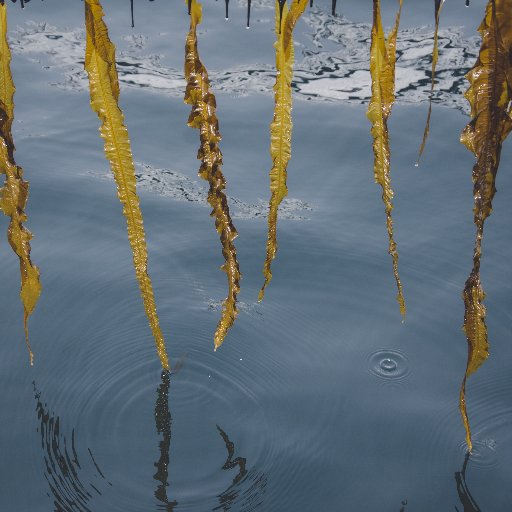 ORainforest's profile picture. We apply science, innovation and expertise to grow seaweed in pristine Nordic ocean waters. We offer a collection of products, mostly for food and cosmetics.