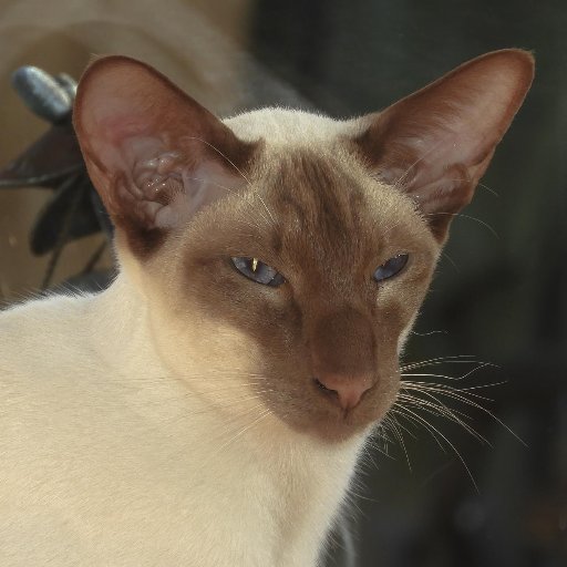 Cinnamon Point #Siamese #cat sent to ruin my human servants and fellow #Siamese lives. Unable to tell when they want me to quit and strangely reluctant to wash.