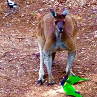 Colin H Abbott(@jarrahdale1) 's Twitter Profile Photo