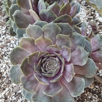 Succulent grower~plant enthusiast~African Violet Whisperer~
Plant Problem Fixer~ I help others find success in growing what they love ❤🌱