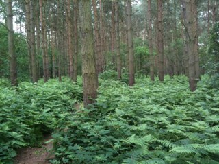 Peteepoos's profile picture. 