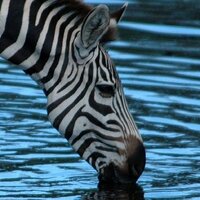 zebra_san (@zebra_san) Twitter profile photo