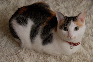 Nobutter14's profile picture. 