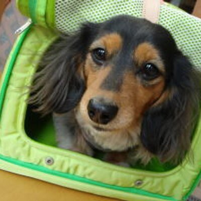 Jackgain おっきいゾウさんもいるよ このシリーズ人気です Dogtoy Dogcafe Doggoodsshop Jackgain Jackの通販 三重県 伊賀市 伊賀上野 ドッグカフェ ドッググッズショップ ドッグトイ 犬のおもちゃ ジャックゲイン 場所 ジャックゲイン