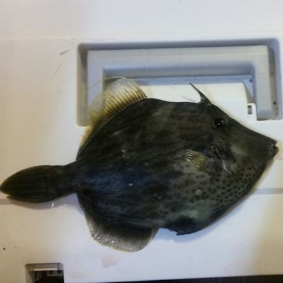 ツリヘタハゲ丸 修行不足 そして高知県東部の釣り情報 安田町は唐ヶ浜にてハマチが上々の釣果 ジギンガー集まれ 加領漁港もいよいよエンジンが掛かってきた模様 そして何より 甲浦のカマスの勢いがとどまるところを知らない つけ餌にはわが社の