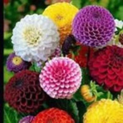 anatzoc2's profile picture. 