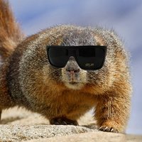 Semiretired Rogue Marmots(@RSNightwatch) 's Twitter Profileg