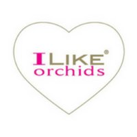 ILike Orchids(@ilike_orchids) 's Twitter Profile Photo
