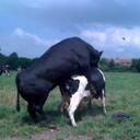 andy potts - @andithecow - Twitter