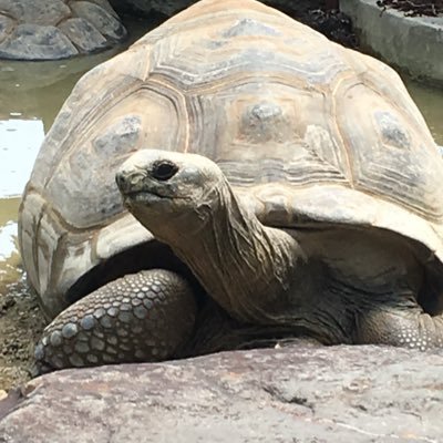 あなたには動物と地球を救う権利があります。人間である私たちにしかできないこと、それは私たちの住む地球を愛し動物を尊重し、無関心をなくし、真実を知り、自分に正直に生きることです。動物たちの苦しみに気付いてください。