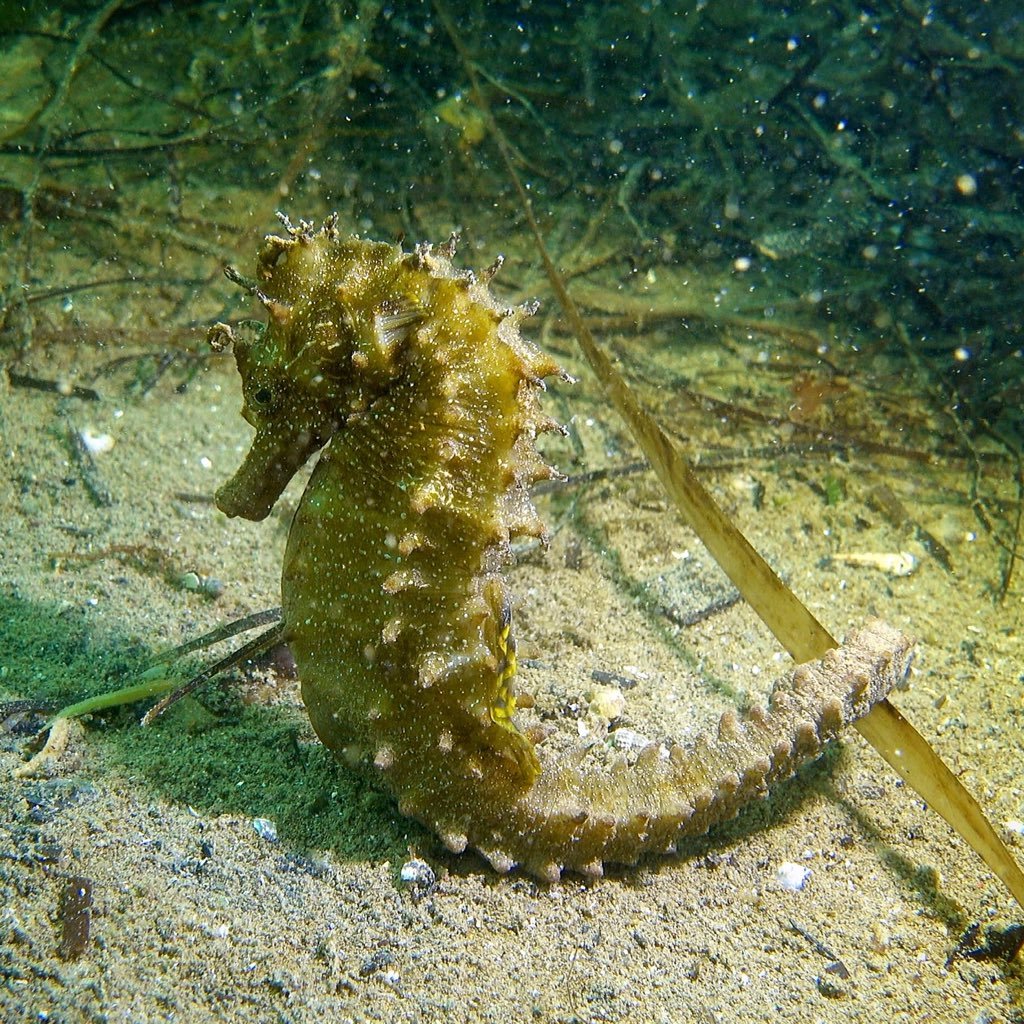 📸UW photographer & videographer 🌊Marine biology instructor. 👉4K videos on my website dedicated to marine life in Med sea & Thau 🇫🇷😎👌🐠🦑🐙🐛