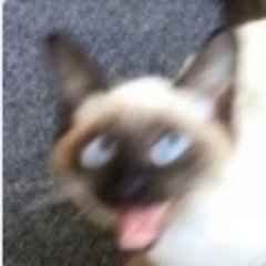 壹猿さんのプロフィール画像
