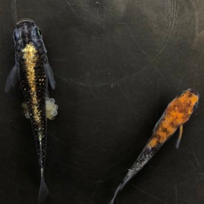 O Xrhsths メダカ屋 ひまわり園 Sto Twitter 皆さん おはようございます これが本物の鉄仮面です 本物の鉄仮面は顔が真っ白です 通常に出回っている幹之メダカはフルボディもしくは極光の名が正しいです 鉄仮面の名は間違いです O Xrhsths メダカ屋 ひまわり園 Sto Twitter 皆さん おはようございます これが本物の鉄仮面です 本物の鉄仮面は顔が真っ白です 通常に出回っている幹之メダカはフルボディもしくは極光の名が正しいです 鉄仮面の名は間違いです