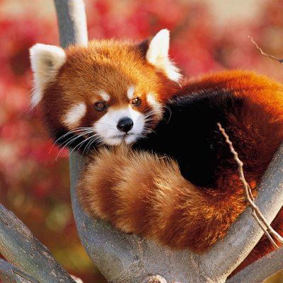 Tweets With Replies By Red Panda Redpand Twitter Tweets With Replies By Red Panda Redpand Twitter