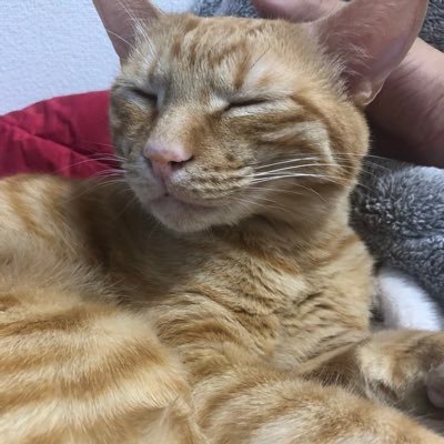 bodyaka's profile picture. 猫好きなAさん 大阪/猫/食べ歩き 気ままに生きてます。