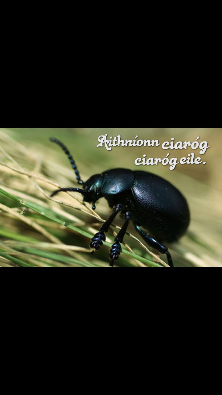 GaeilgeP's profile picture. Seanfhocail. Filíocht. Scéalta. Gaeilge.