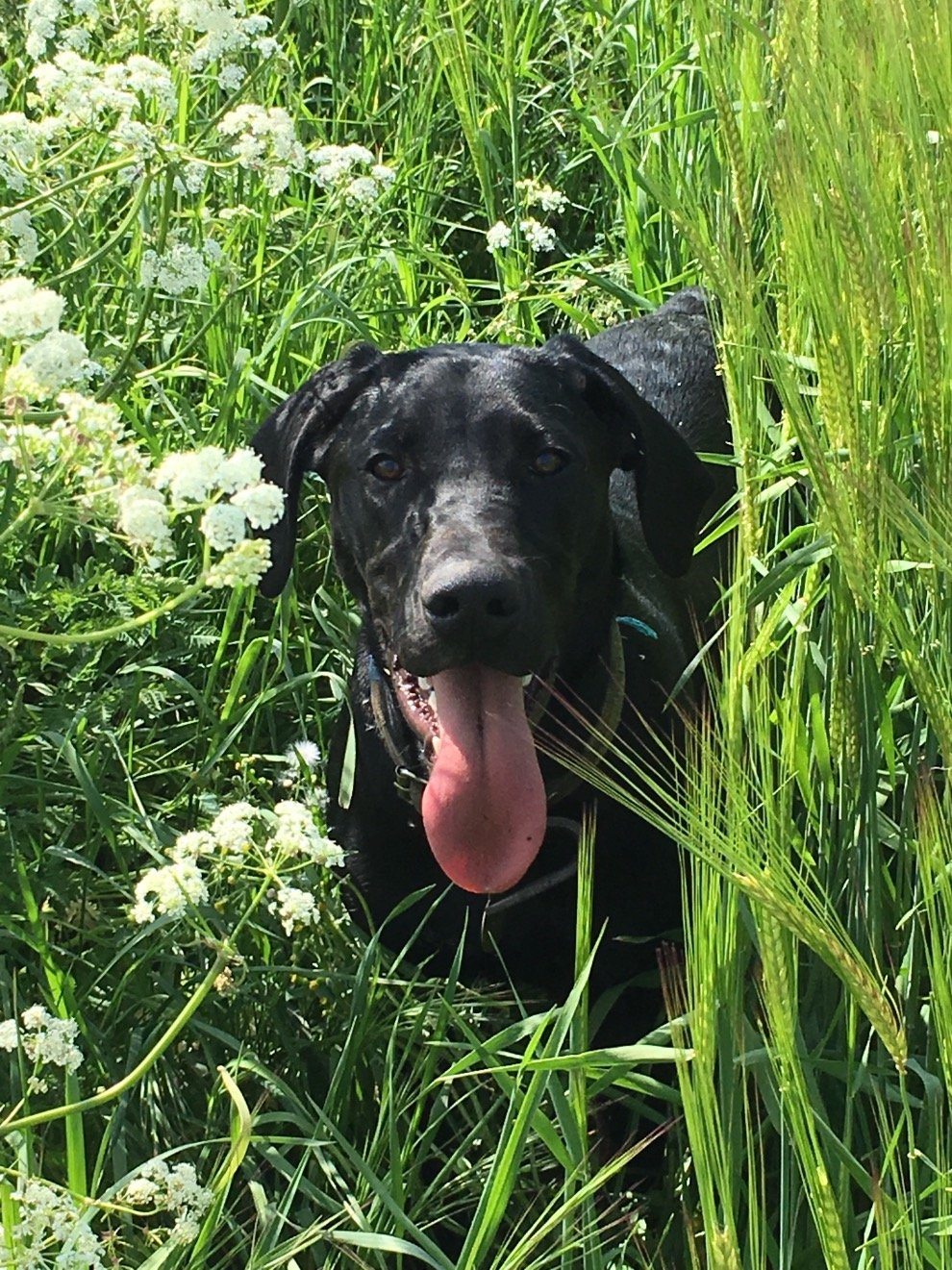 Tashiluna's profile picture. Dogs, cats, horses, books, prosecco, board games